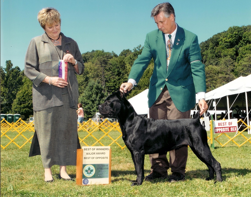 AKC Grand Champion Gator Country Voodoo